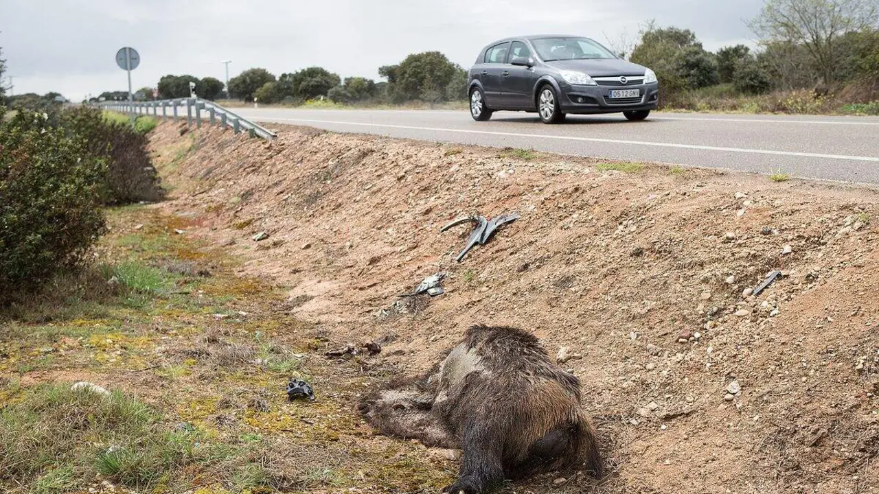Un jabal&iacute; muerto en la cuneta de la carretera de la Comunidad. Foto: J. L. Leal