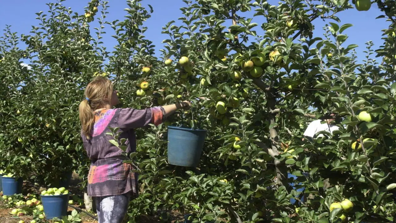 Frutales en El Bierzo