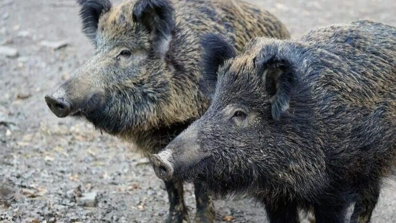 Una pareja de jabal&iacute;es en la Comunidad. Foto: Sivel