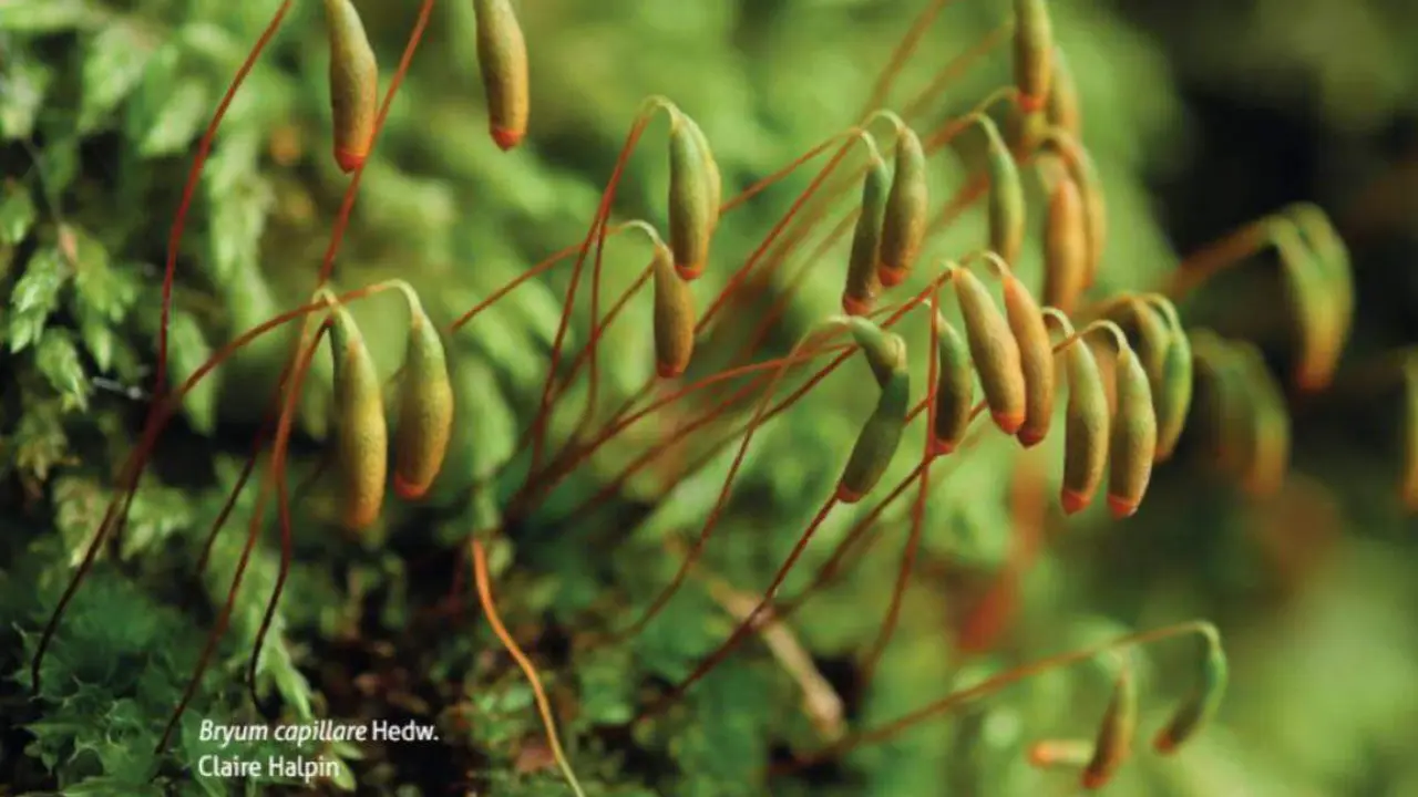 Una de las fotograf&iacute;as que aparecen en el libro