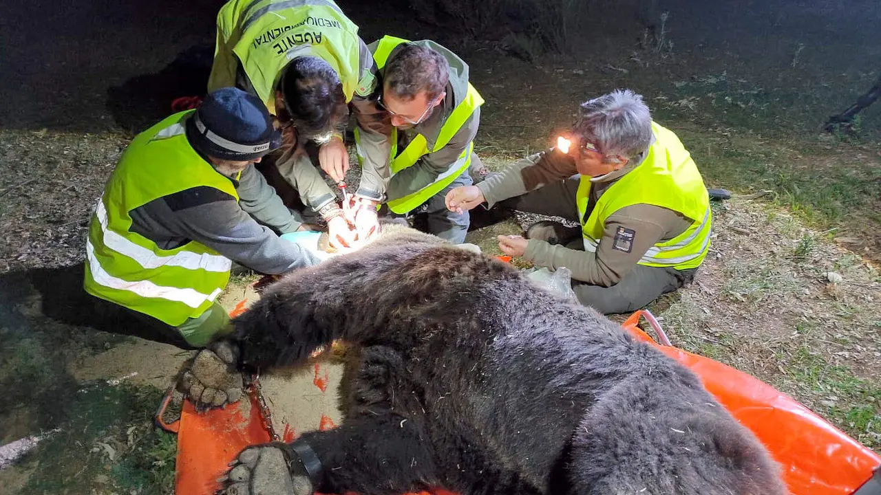 Captura de un oso pardo en el parque natural de la Monta&ntilde;a Palentina dentro del Plan de Radiomarcaje de la Junta.