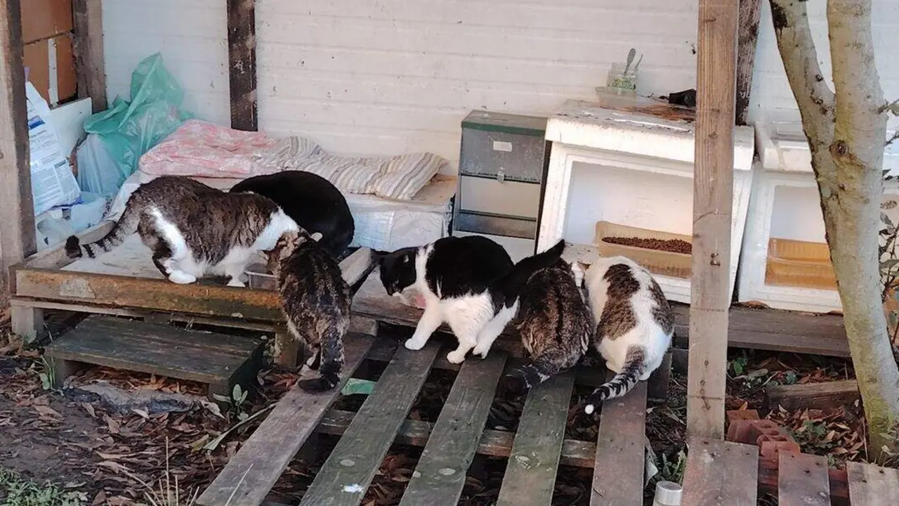 Colonia Felina Argos Le&oacute;n