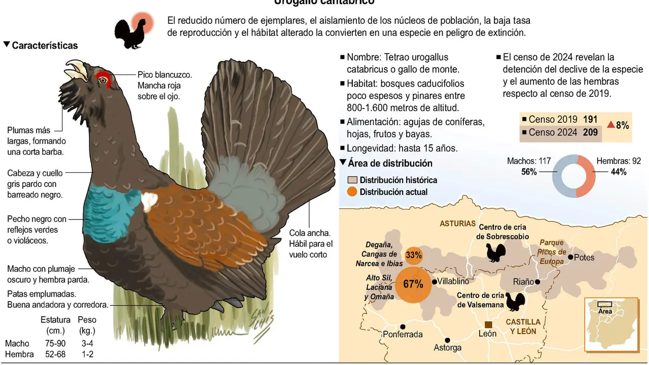 Urogallo cant&aacute;brico