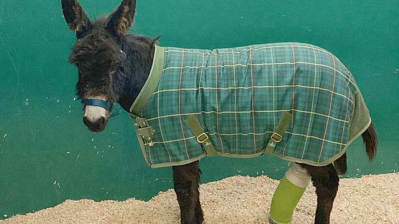 El burrito 'Pablete', un ejemplar enano de apenas ocho meses de edad y unos 80 kilos de peso, ha logrado salir adelante gracias a una operaci&oacute;n poco habitual realizada en el Hospital Veterinario de la Universidad de Le&oacute;n.