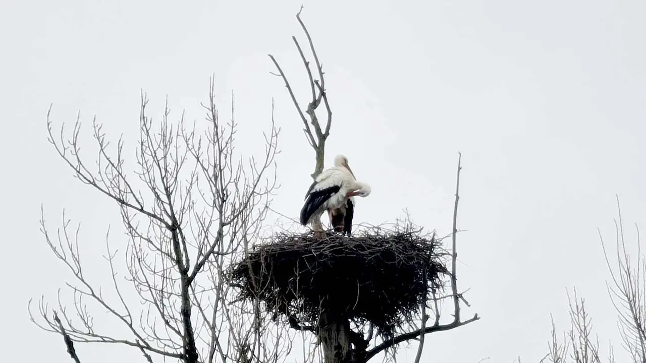 Ha llegado el d&iacute;a. Es 3 de febrero, d&iacute;a de San Blas, y el refranero vuelve a ocupar un lugar destacado en el calendario popular leon&eacute;s. La fecha ha servido durante siglos como referencia para el campo, el clima y el paso de las estaciones, y buena prueba de ello es la abundancia de refranes asociados a esta jornada.