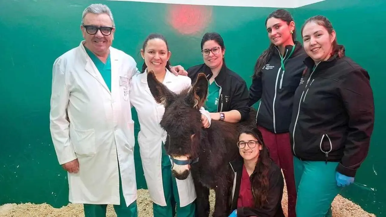 El burrito 'Pablete', un ejemplar enano de apenas ocho meses de edad y unos 80 kilos de peso, ha logrado salir adelante gracias a una operaci&oacute;n poco habitual realizada en el Hospital Veterinario de la Universidad de Le&oacute;n.