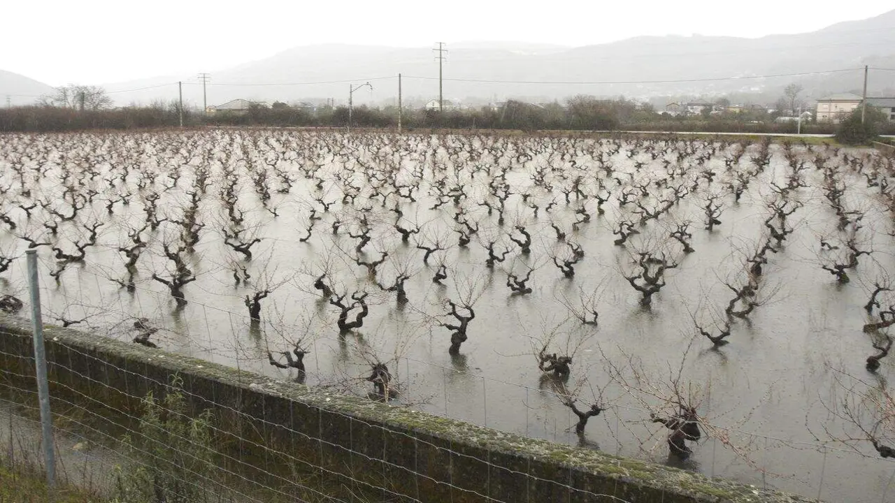 Vi&ntilde;edos del Bierzo afectados por el temporal de lluvias