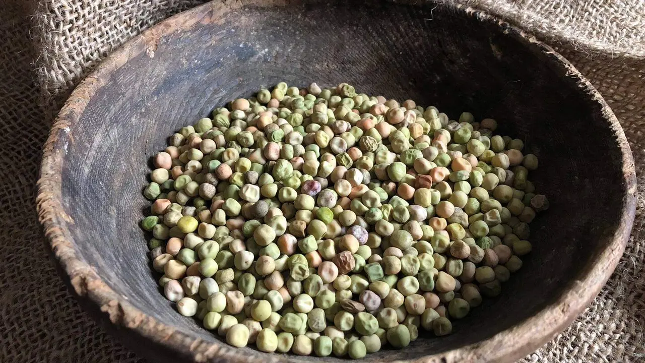 Arvejos de Tierra de la Reina con los que se elabora el tradicional cocido de la monta&ntilde;a oriental leonesa. Foto: C. Ria&ntilde;o.