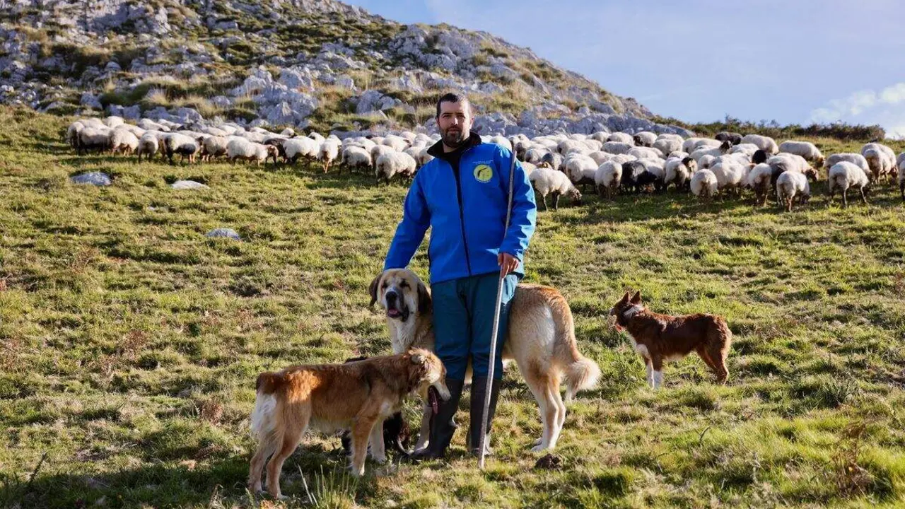 Rubén, uno de los ganaderos participantes, en su explotación de Benia de Onís. Foto: Alimerka.