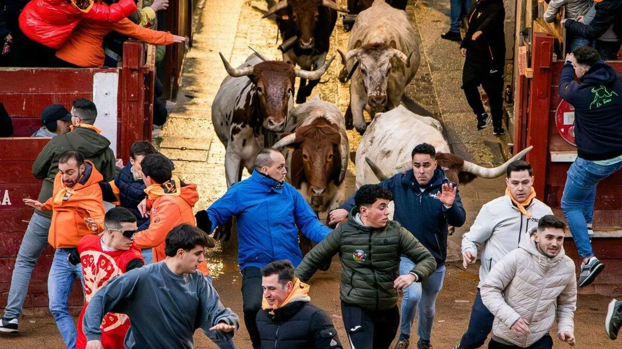 Tradicional encierro de mansos, este viernes en el Carnaval de Ciudad Rodrigo. Foto: Vicente.