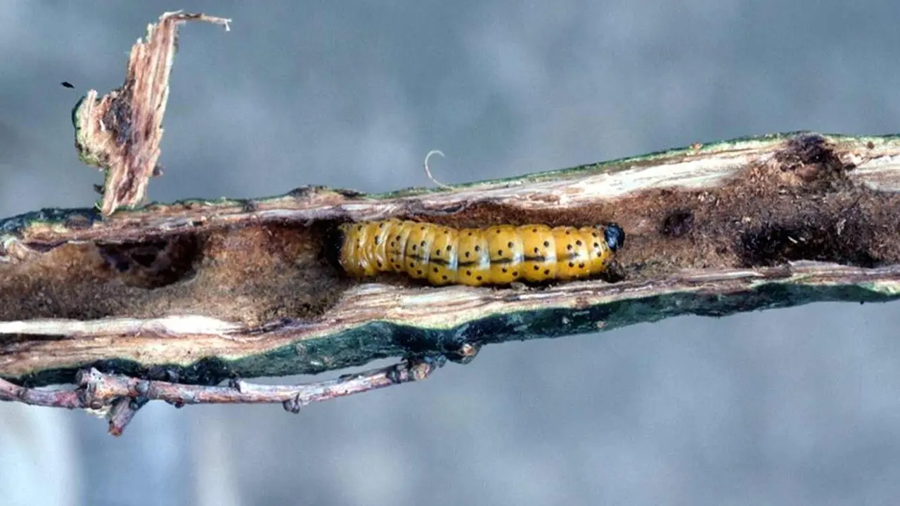 Los 'barrenadores' perforan el interior de los frutales.