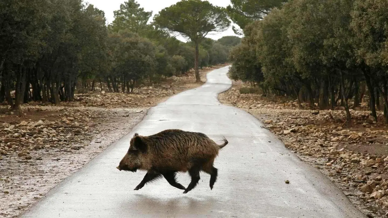 Un jabal&iacute; en una carretera de Castilla y Le&oacute;n
