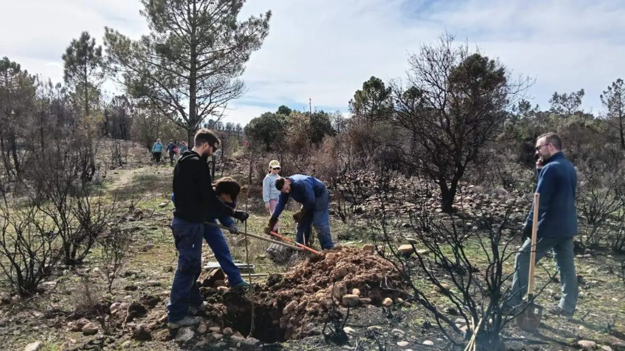 La Asociaci&oacute;n Tierras Quemadas ha celebrado su cuarta facendera en el valle del Eria, en Felechares y Pinilla de la Valder&iacute;a, con plantaci&oacute;n de m&aacute;s de mil casta&ntilde;os, robles y encinas. Fotos: Tierra Quemada