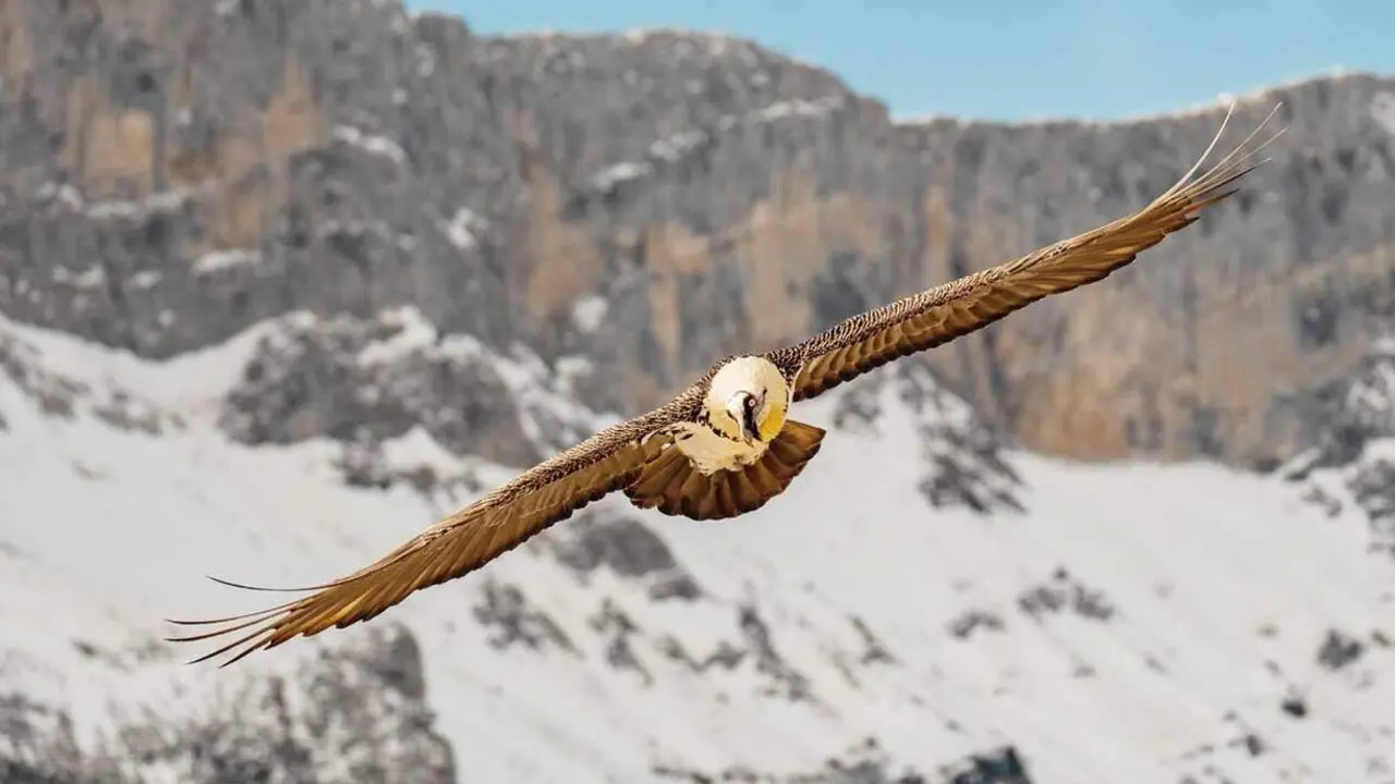 Un ejemplar de quebrantahuesos, especie en peligro de extinci&oacute;n. Foto: FCQ