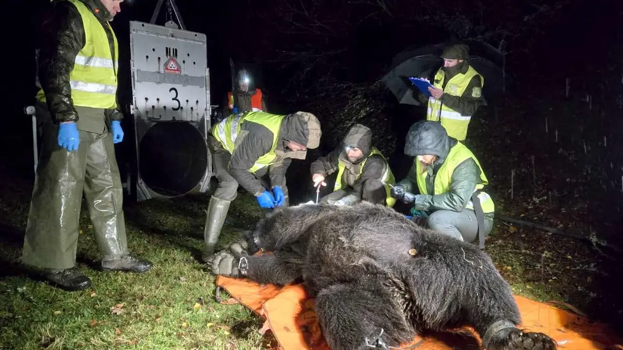 Captura de un oso en el Alto Sil para su marcaje.