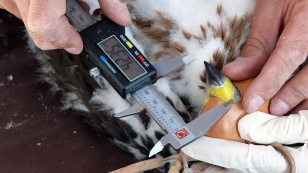 Marcaje de un &aacute;guila perdicera