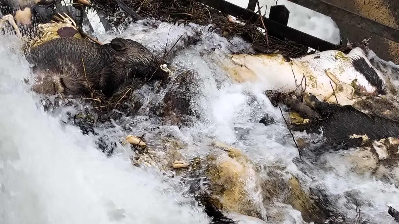 El Partido Animalista Con el Medio Ambiente (Pacma) y la Asociaci&oacute;n Protectora de Animales Sacrificio Cero Le&oacute;n han presentado una denuncia formal tras localizar &ldquo;aproximadamente 15 cad&aacute;veres de animales&rdquo; en el canal de Arriola, a la altura de Paradilla de la Sobarriba, en el municipio de Le&oacute;n.