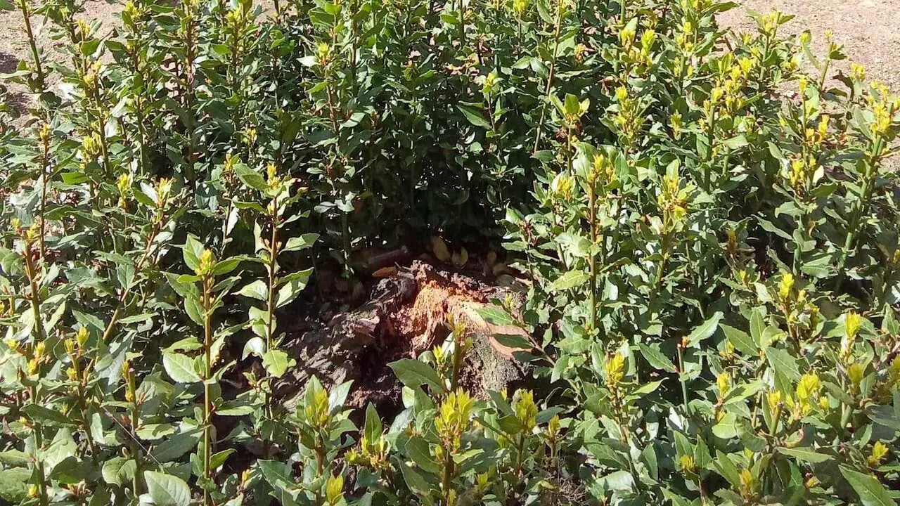 Imagen del PP municipal sobre el laurel cortado y que Roma hab&iacute;a regalado a Le&oacute;n.