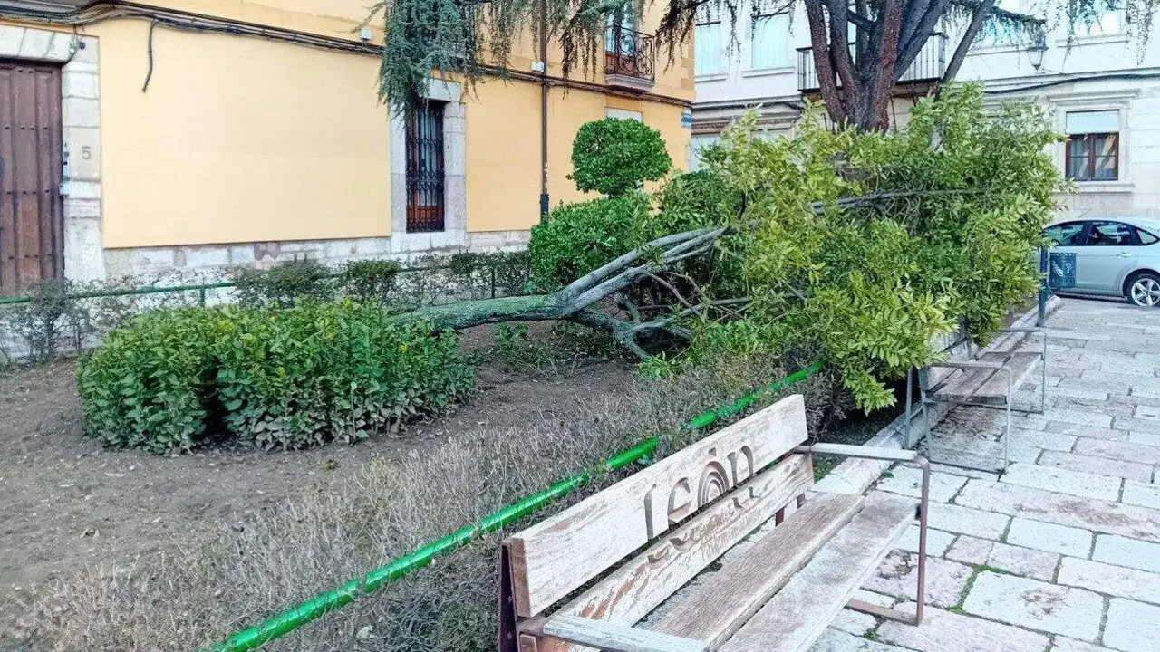 Imagen de la ca&iacute;da del laurel el pasado me de febrero a consecuencia de un temporal. Foto: Ayto de Le&oacute;n.