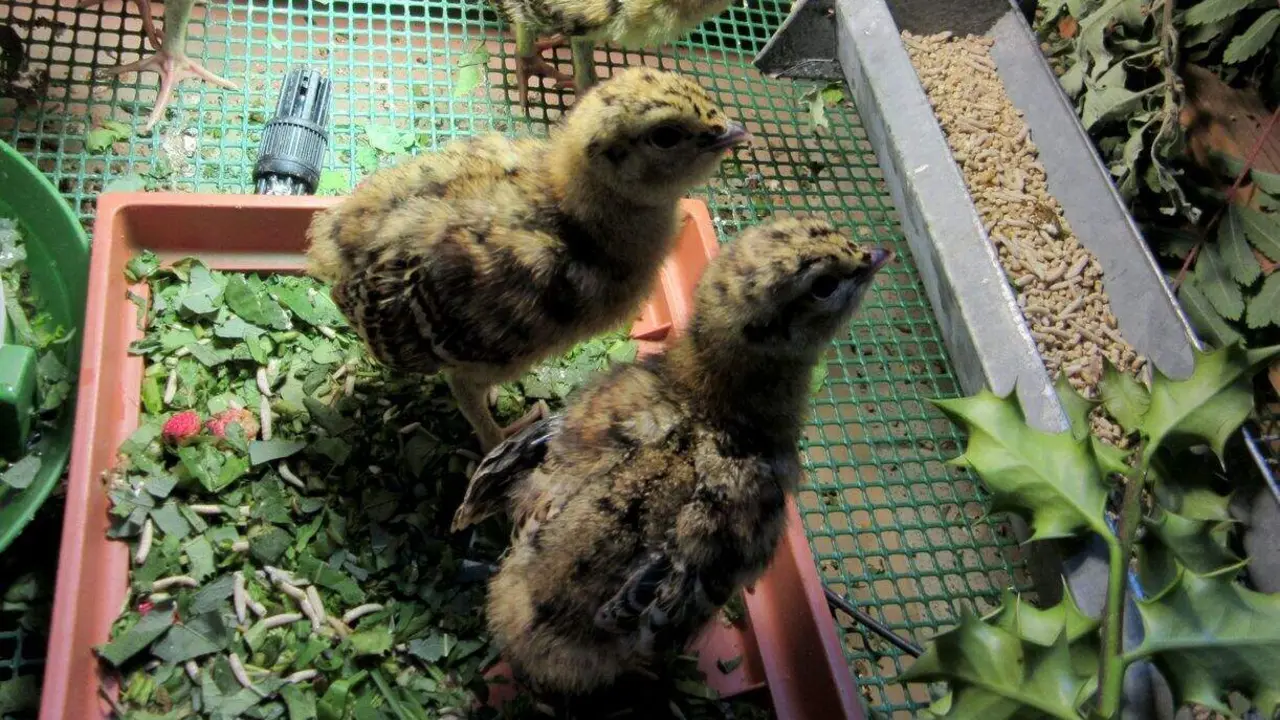 Cr&iacute;as de urogallo en un centro de cr&iacute;a en Le&oacute;n.