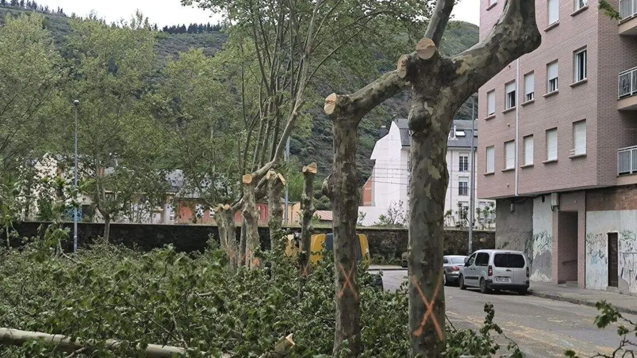 &aacute;rboles Jardines del Sil