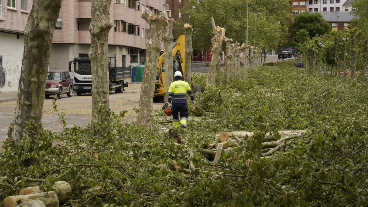 Tala de &aacute;rboles en los jardines del Sil de Ponferrada