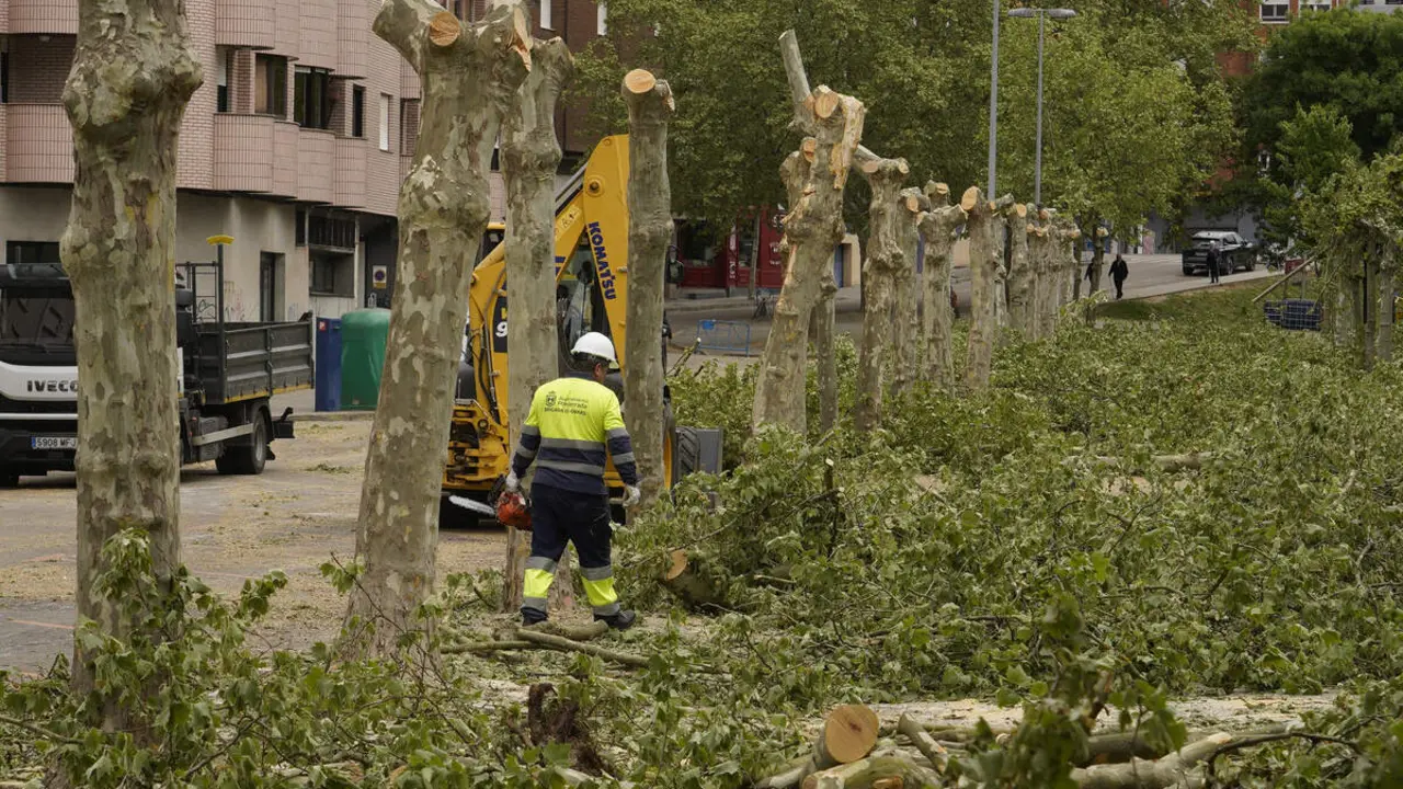 Tala de &aacute;rboles en los jardines del Sil de Ponferrada