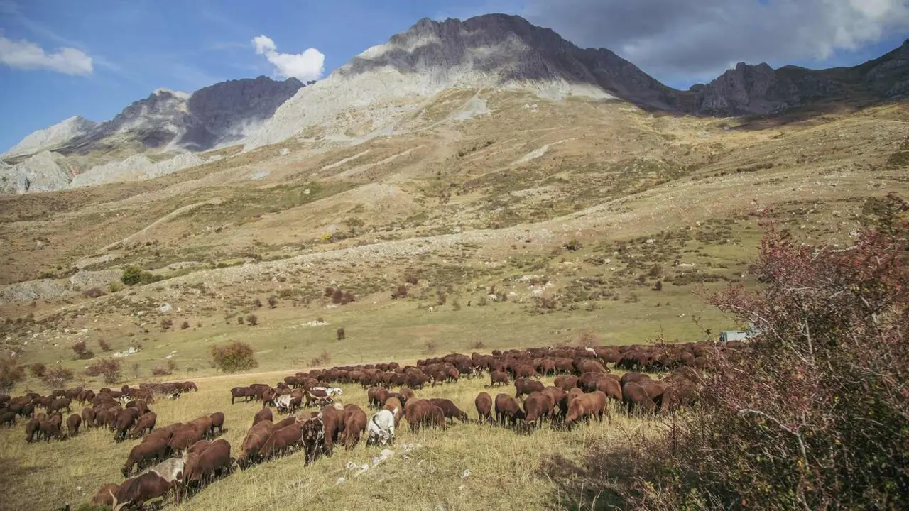 Ovejas merinas negras en los pastos babianos. Foto: Katerin &Aacute;lvarez D&iacute;ez