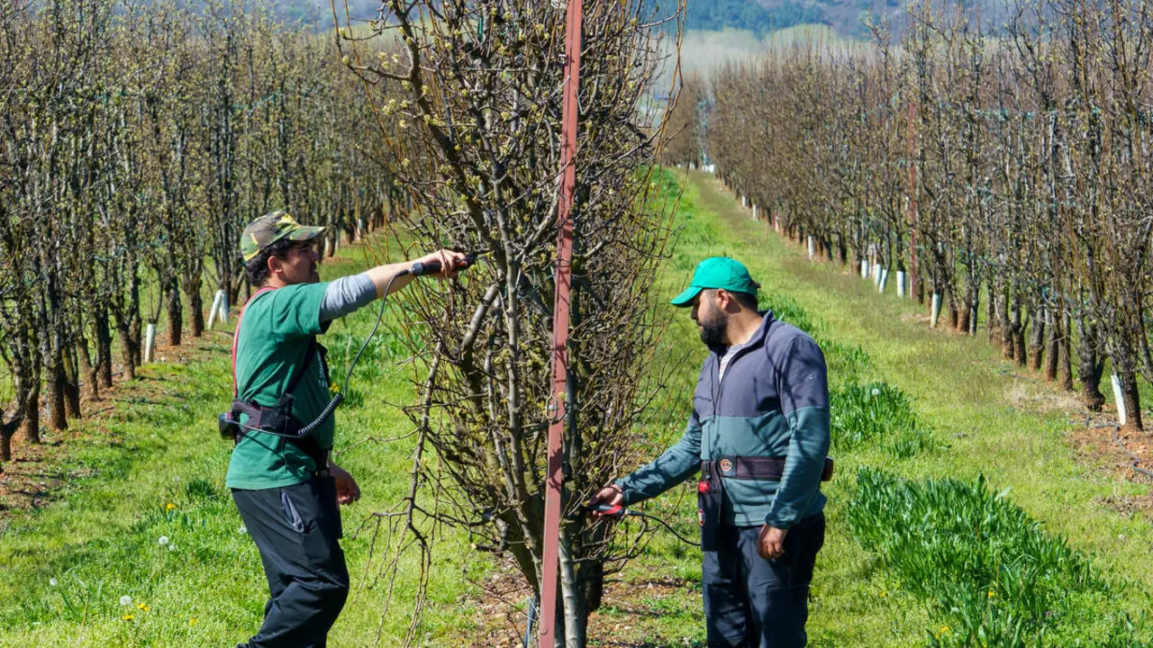 Poda especializada de frutales en el Bierzo