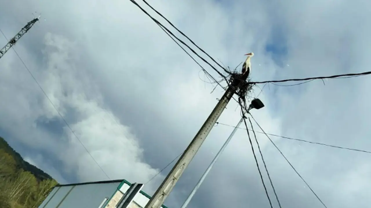 HACIENDO EL NIDO 13-4-26