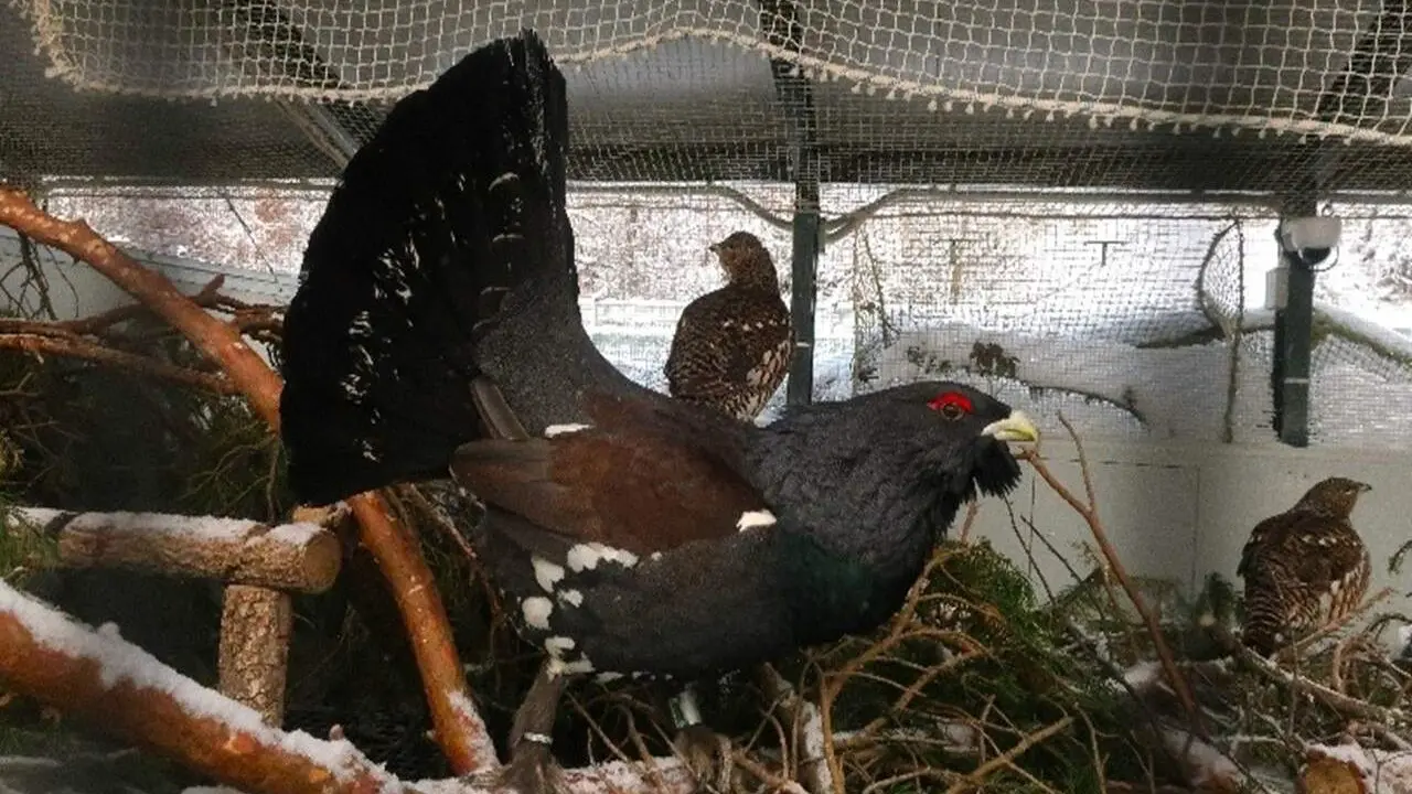 Centro de cr&iacute;a en cautividad del urogallo de la Junta en Valsemana en Le&oacute;n.