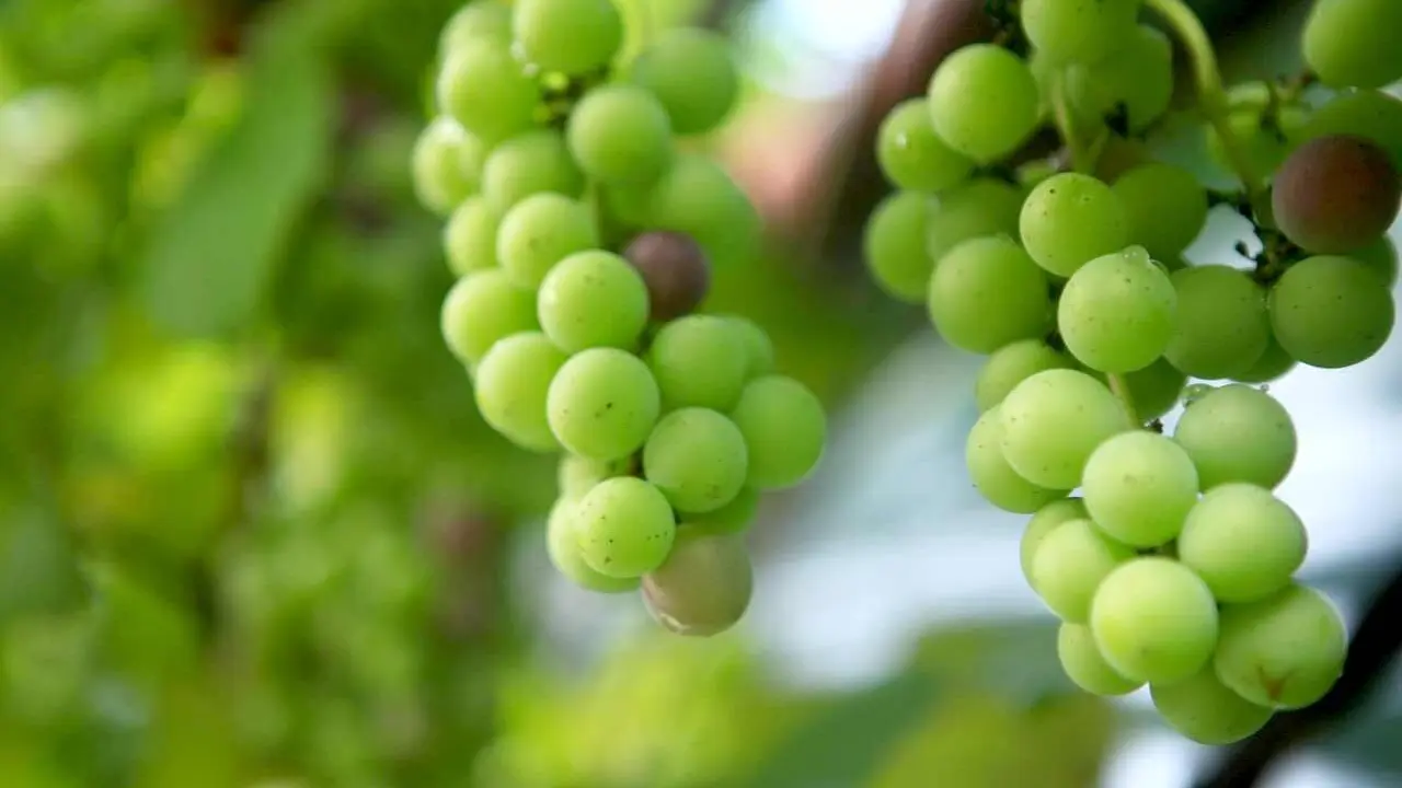 uvas verdes