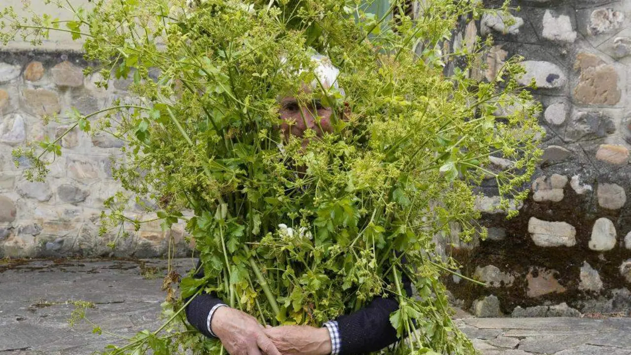 Los 'Maios' de Villafranca del Bierzo honran de nuevo a la naturaleza para que cada primavera regrese cargada de vida. Foto: C&eacute;sar S&aacute;nchez