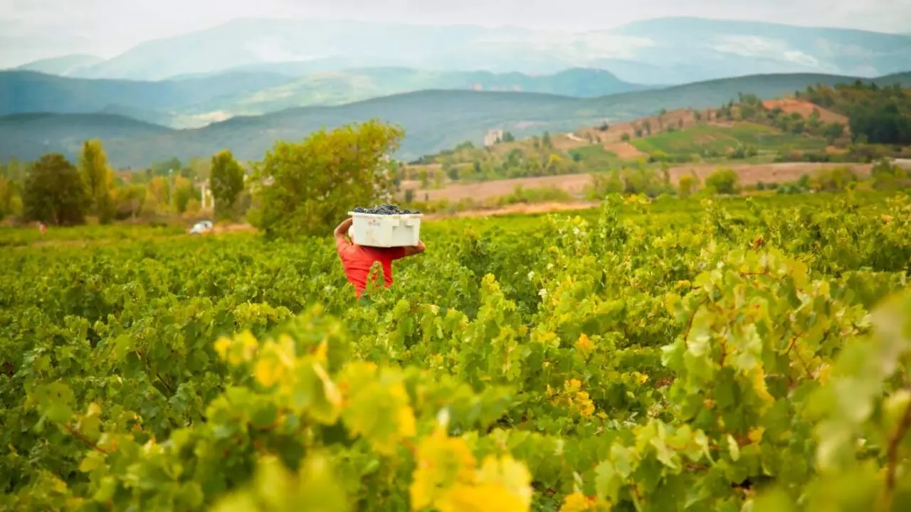 vino bierzo