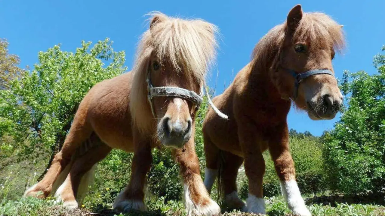 asturcones