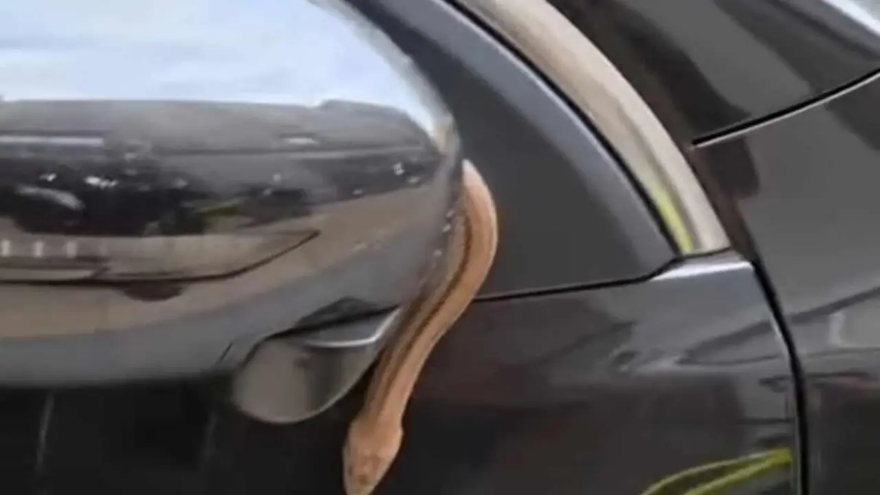 Imagen de la serpiente reptando sobre el veh&iacute;culo.