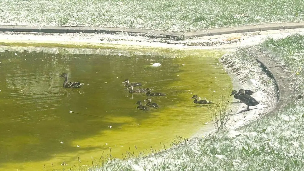 parquepapalaguinda