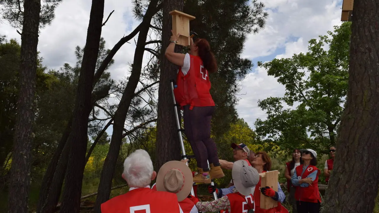 Durante la jornada han realizado diferentes actuaciones como limpieza de alcorques, colocaci&oacute;n de tubos protectores para vegetaci&oacute;n, instalaci&oacute;n de cajas nido y hoteles de insectos o refugios para murci&eacute;lagos. Foto: Cruz Roja.