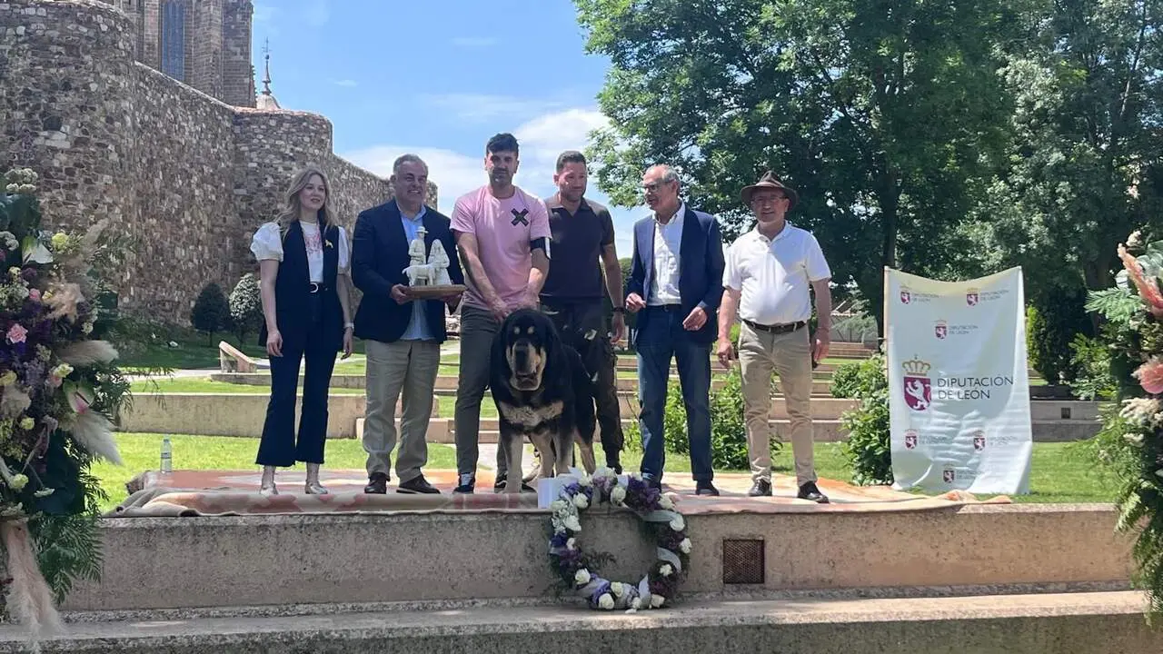 Cerca de 70 canes de toda la pen&iacute;nsula han buscando coronarse como los mejores ejemplares en el Campeonato de Mast&iacute;n Espa&ntilde;ol.