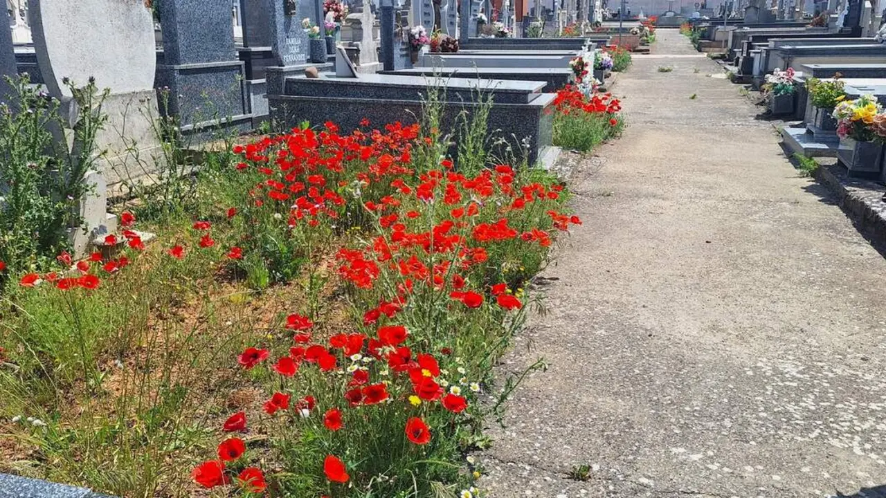 Los socialistas lamentan que la maleza sepulte los pasillos y las tumbas del cementerio coyantino. Fotos: PSOE Valencia de Don Juan.