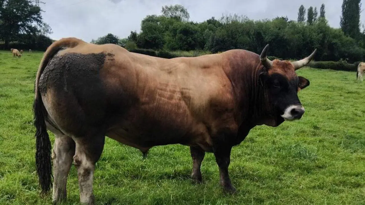 asturiana de los valles
