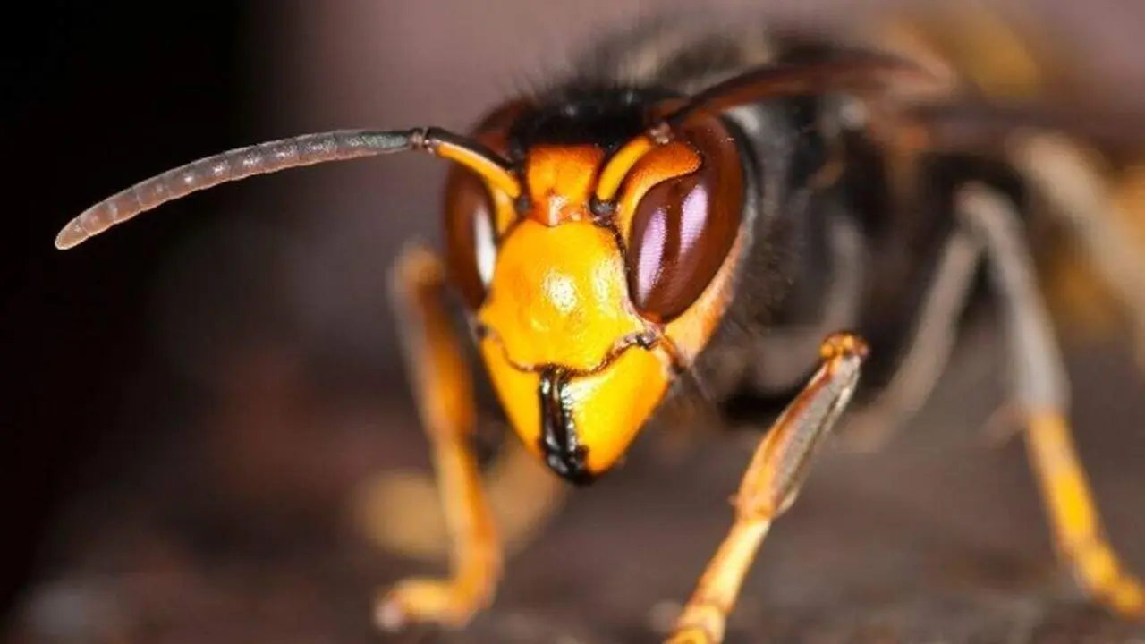 avispa asi&aacute;tica