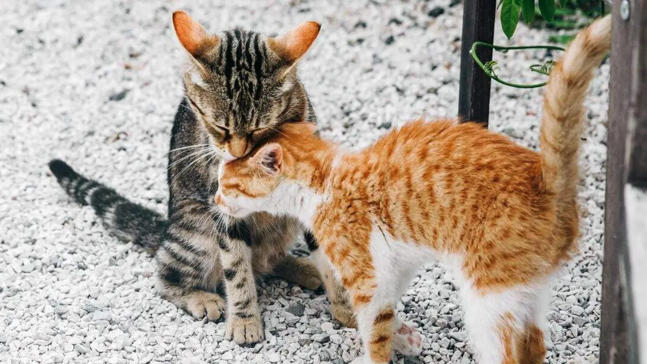 Two little black and red kittens leaning to each other on the ground
