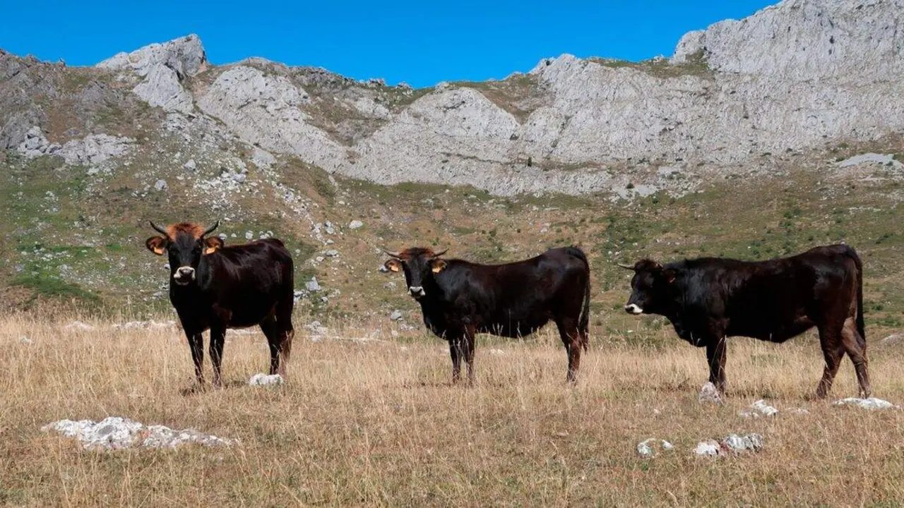 sosas de laciana