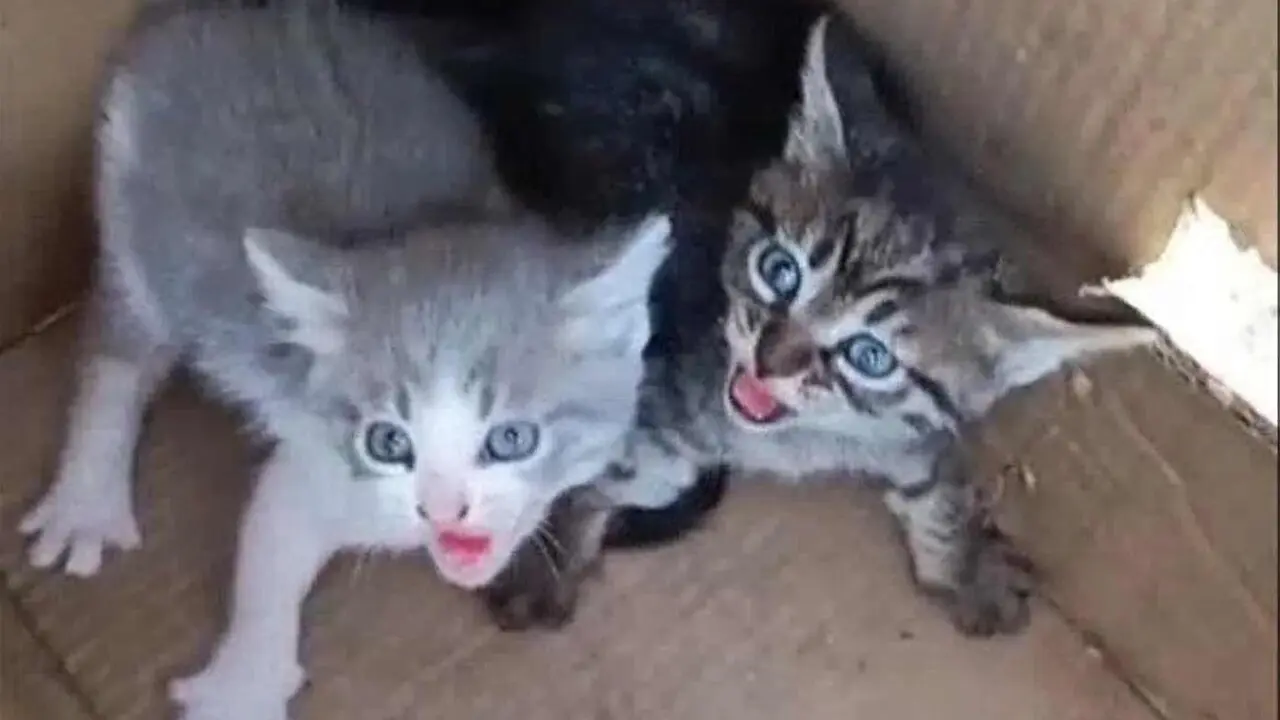 Imagen de algunos de los gatos abandonados.