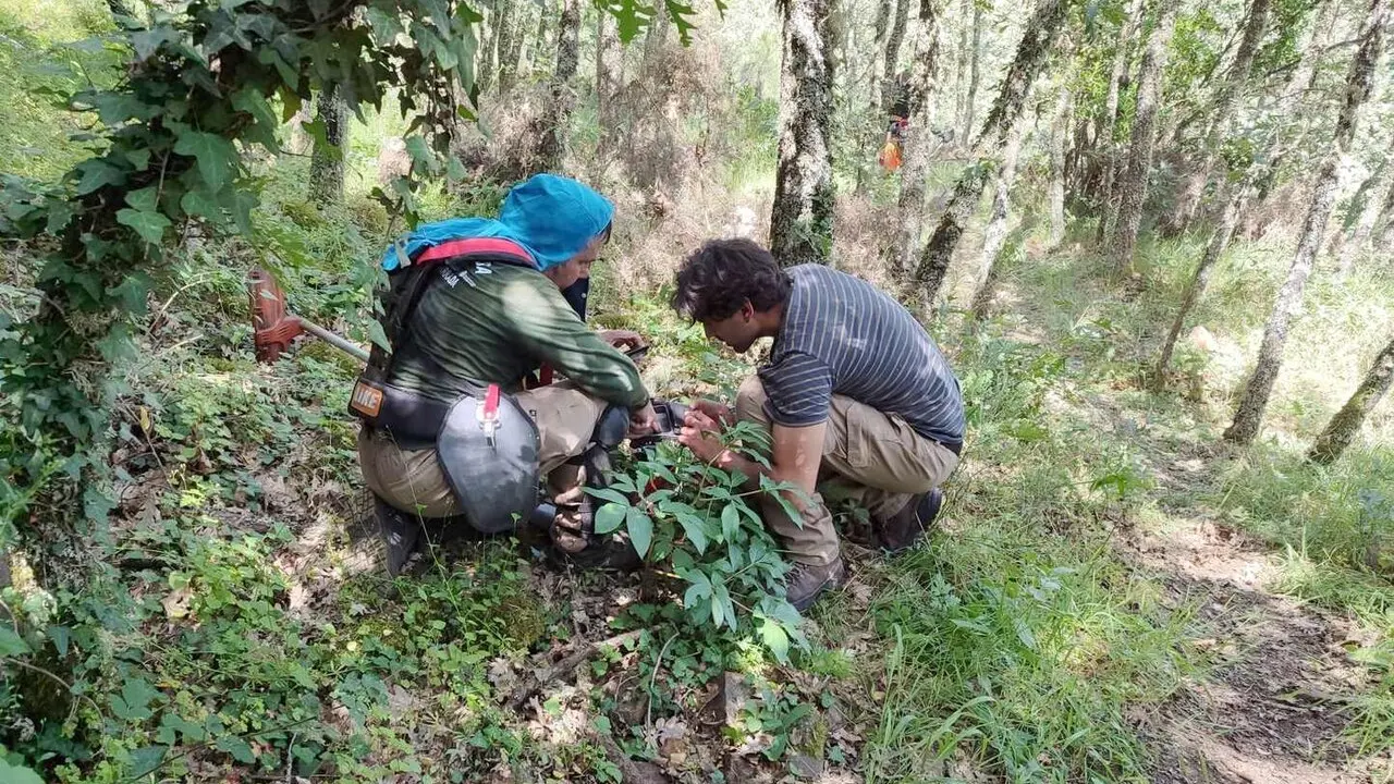 Trabajadores de la Escuela Taller San Andr&eacute;s de Montejos, durante los trabajos de desbroce.