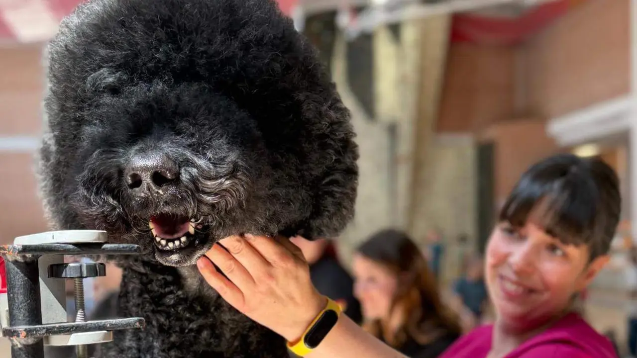 La Canichada reuni&oacute; a numerosos aficionados a los perros en el pabell&oacute;n Camino De Santiago este domingo. Foto: Ayto. San Andr&eacute;s.
