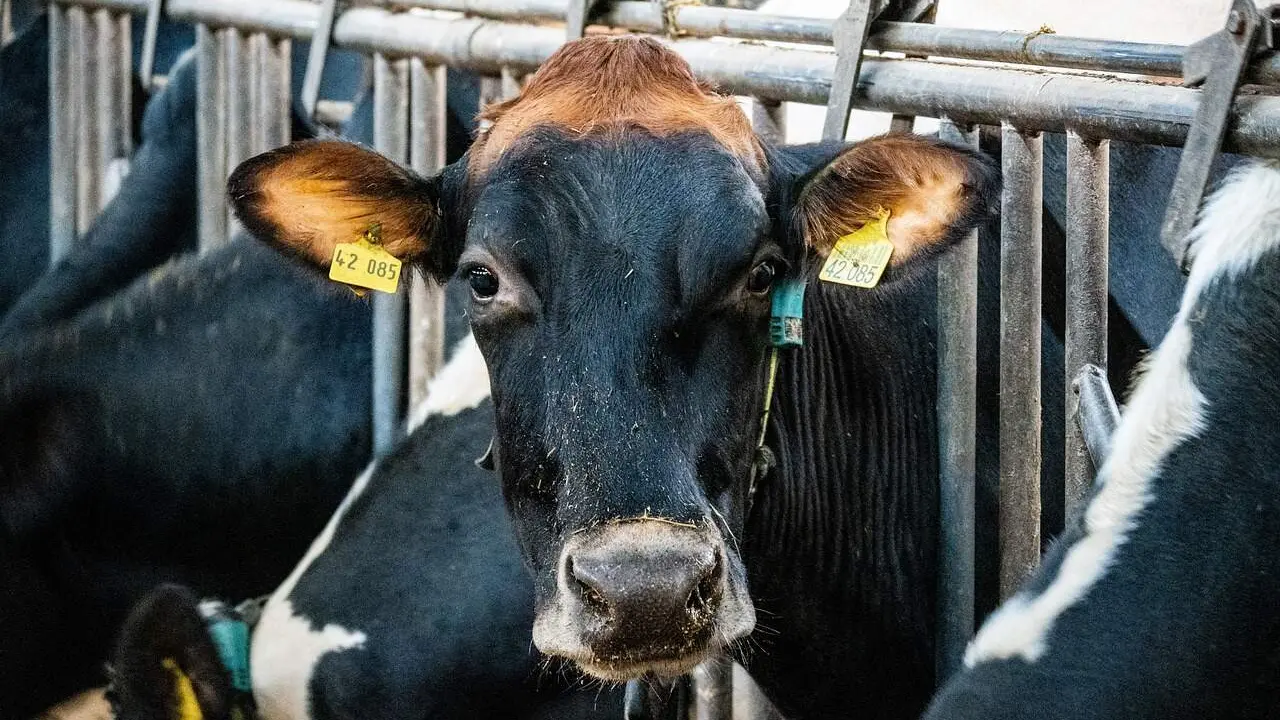 lhannemann-cow-6898819_1280
