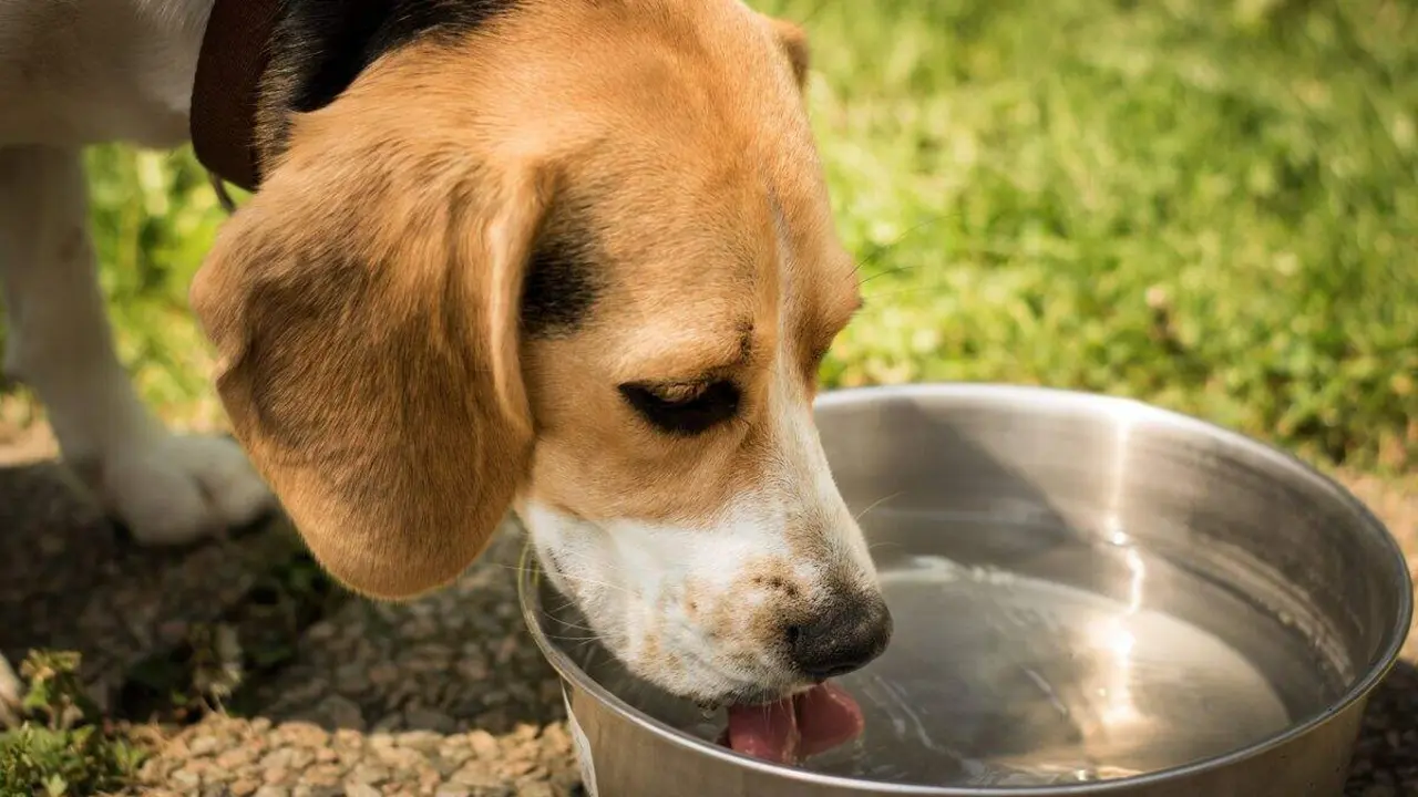perro bebiendo agua