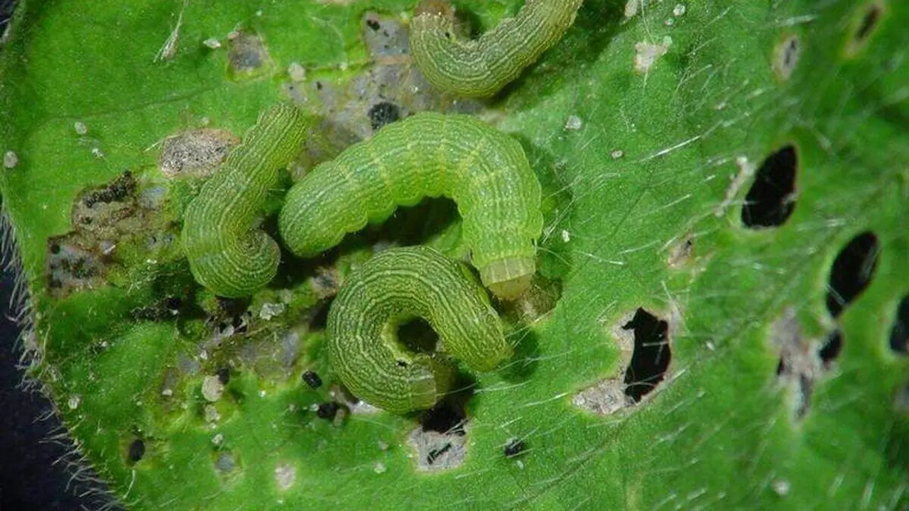 Spodoptera exigua